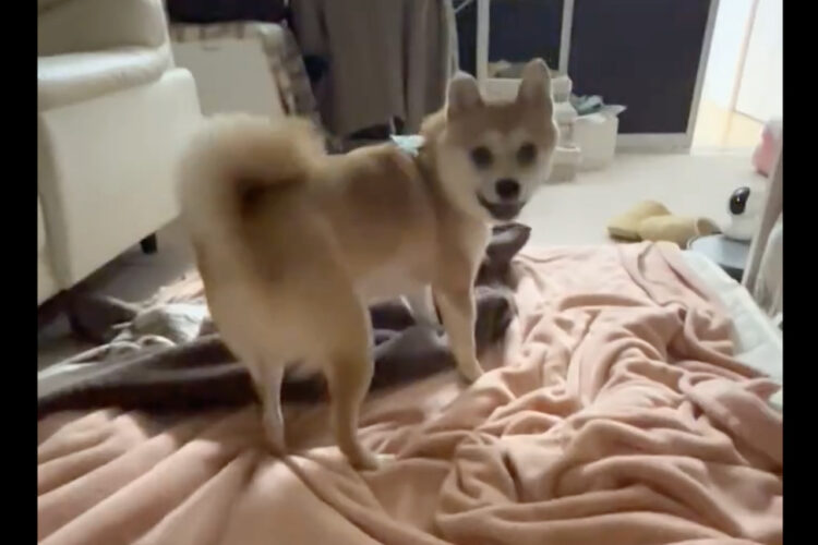 寝る前なのに急にスイッチ入った豆柴。グルグルと高速スピンをする姿に反響！！