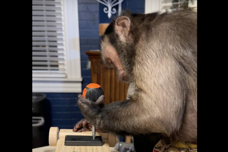 とっても賢いオマキザル。ドライバーを手にしてオモチャのメンテナンス中！？【アメリカ・動画】