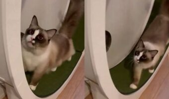 キャットホイールで遊んでいた猫が踏み外して照れ隠し?「踏み外した時の鳴き声がかわいすぎる」