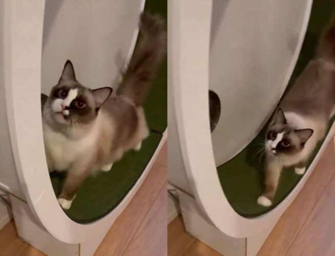 キャットホイールで遊んでいた猫が踏み外して照れ隠し？「踏み外した時の鳴き声がかわいすぎる」