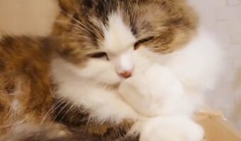 豆大福のようなおててをおいしそうにペロペロしている猫がかわいすぎる!「豆大福の中身を見せてくれてありがとう」