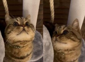 遊んでいる猫の顔がかわいすぎる！おめめくりくりなその姿に反響！