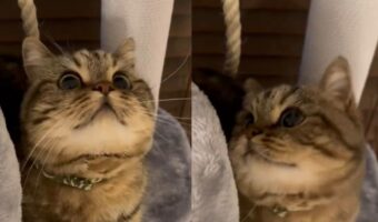 遊んでいる猫の顔がかわいすぎる!おめめくりくりなその姿に反響!