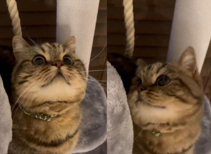 遊んでいる猫の顔がかわいすぎる！おめめくりくりなその姿に反響！