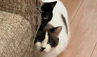 親戚をひっそり調査中?身を潜めてじっと見つめる猫たちの姿がかわいいと話題に!「遊んでくれる人なのかにゃ?」