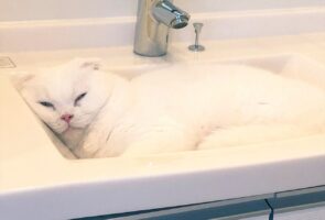 引越し当日、猫が見つけた落ち着く場所とは！？不安そうにしている姿もかわいいと話題に「そのために作られたようなサイズ」「保護色ですね」