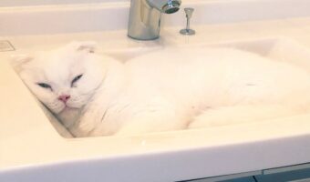 引越し当日、猫が見つけた落ち着く場所とは！？不安そうにしている姿もかわいいと話題に「そのために作られたようなサイズ」「保護色ですね」