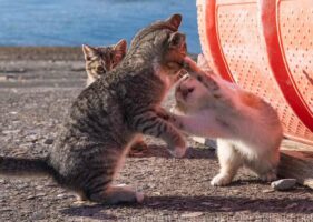 両手猫パンチが炸裂！猫写真家・沖昌之さんが捉えた決定的瞬間が話題に！