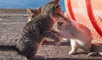 両手猫パンチが炸裂!猫写真家・沖昌之さんが捉えた決定的瞬間が話題に!