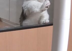 古くなった大切な爪研ぎを交換されてショック！？猫の悲壮感漂う表情が話題に！！「この表情、悲しみが深い」