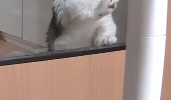古くなった大切な爪研ぎを交換されてショック!?猫の悲壮感漂う表情が話題に!!「この表情、悲しみが深い」