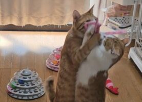 「なぜそのタイミングでそこを通った？」「猫が2匹かと思ったら・・・」奇跡の瞬間を撮影した写真が話題に！