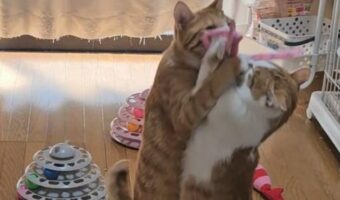 「なぜそのタイミングでそこを通った？」「猫が2匹かと思ったら・・・」奇跡の瞬間を撮影した写真が話題に！