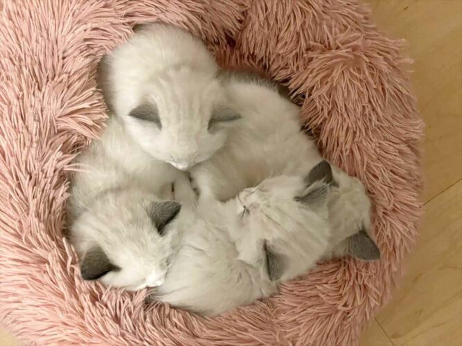 急に静かになったと思ったら・・。元気な子猫たちが猫団子になって眠る姿がかわいすぎる！！