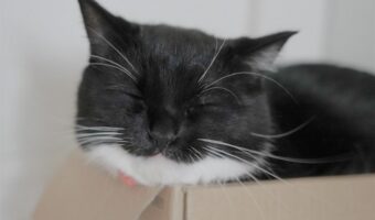 「箱の中で幸せそう」大人気猫『うに』くんが箱の中でまったりしている姿がかわいすぎる!