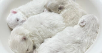 かわいいかわいい『ポメラニ丼』とは一体なに！？洗面器に移されたポメラニアンの赤ちゃんたちがかわいすぎる！！