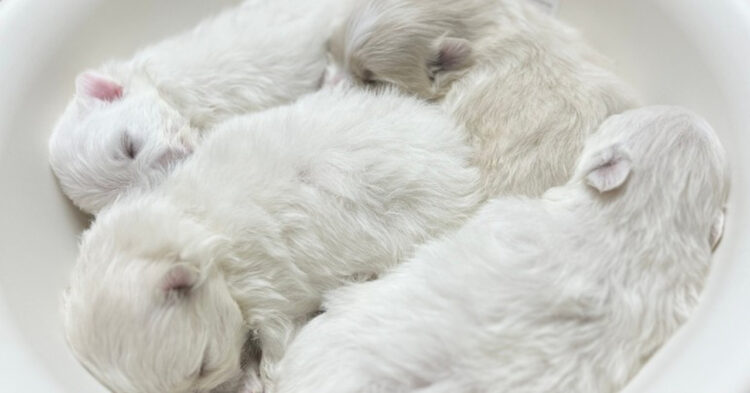 かわいいかわいい『ポメラニ丼』とは一体なに！？洗面器に移されたポメラニアンの赤ちゃんたちがかわいすぎる！！