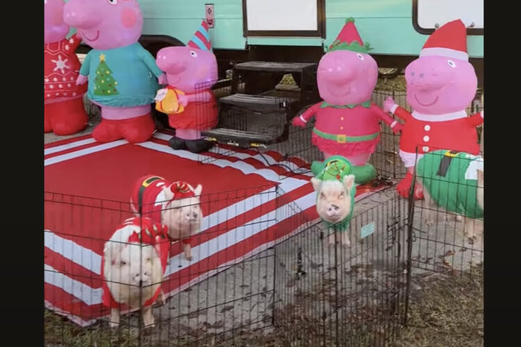 かわいいサンタがやって来た！サンタの仮装をしたブタたちはキャンプ中！！【アメリカ・動画】