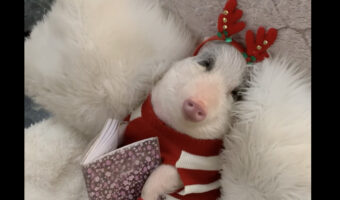 クリスマスシーズンを満喫するのはおめかししたブタさん!!かわいい服を着て本を読む姿がとってもキュート!!【海外・動画】