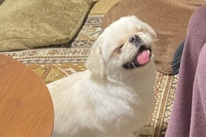 好きな人間に話しかけられると『えびす顔』になるペキニーズがかわいすぎる！「見てるみんなが幸せになる」