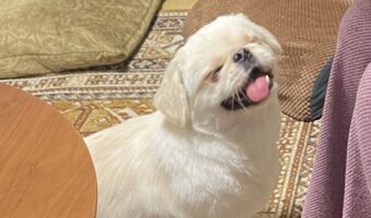 好きな人間に話しかけられると『えびす顔』になるペキニーズがかわいすぎる!「見てるみんなが幸せになる」