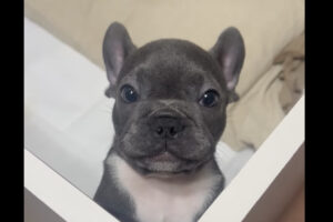 まねっこしようとしている？子犬が「ママ！」と言おうとしてくれています！！【海外・動画】