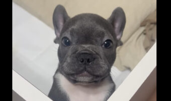 まねっこしようとしている?子犬が「ママ!」と言おうとしてくれています!!【海外・動画】
