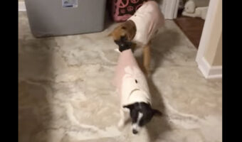 一緒に遊ぼう!がちょっと強引すぎる?ボクサーの子犬は一緒に遊びたくてお友達をズルズルと・・【アメリカ・動画】