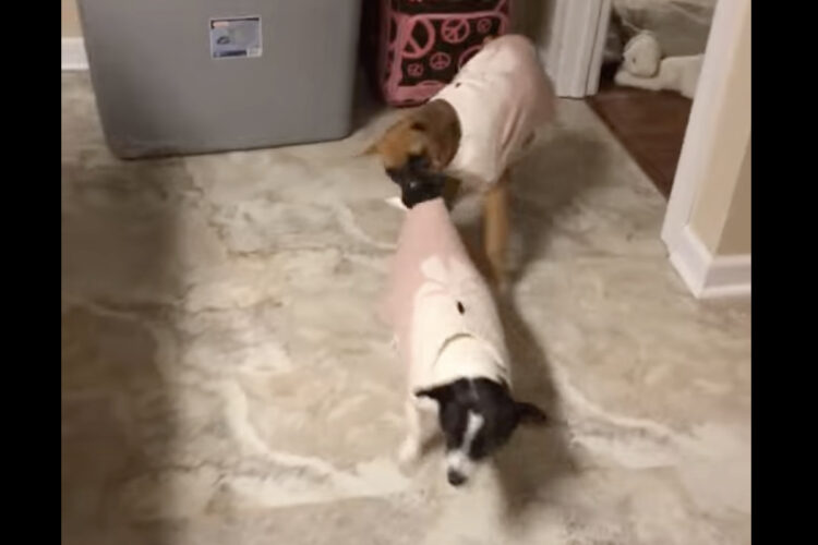 一緒に遊ぼう！がちょっと強引すぎる？ボクサーの子犬は一緒に遊びたくてお友達をズルズルと・・【アメリカ・動画】