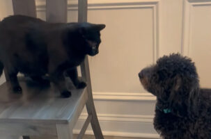 遊びたい子犬のゴールデンドゥードルとひとりでいたい黒猫。ふたりの温度差が激しすぎる！！