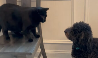 遊びたい子犬のゴールデンドゥードルとひとりでいたい黒猫。ふたりの温度差が激しすぎる!!