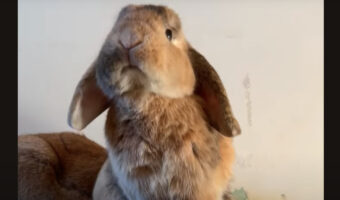 ウサギだってあくびをします!大きく口を開いた豪快なあくびがかわいい!!【海外・動画】