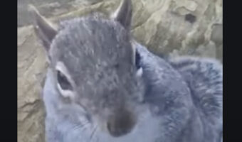 ごちそうでも見つけたのかな？窓からリスがお家の様子を窺っています！！