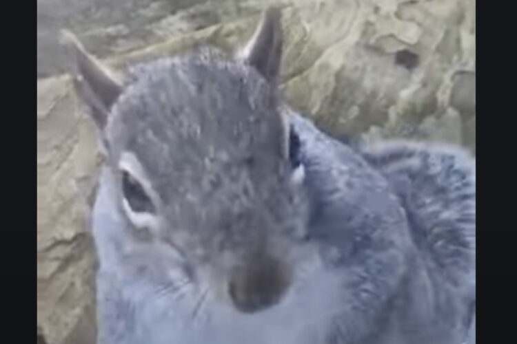 ごちそうでも見つけたのかな？窓からリスがお家の様子を窺っています！！