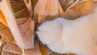 おててだけでも季節を感じる。柴犬がおててを置いているのは霜がかかったイチョウの葉