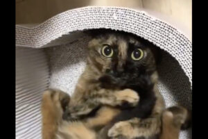 しっぽを抱えながらコロコロ。サビ猫がその場で動き回っているその姿が、とてもかわいい！！