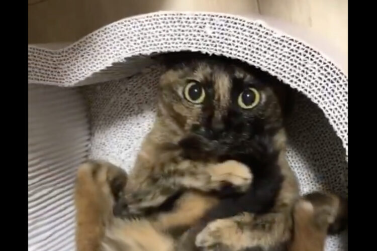 しっぽを抱えながらコロコロ。サビ猫がその場で動き回っているその姿が、とてもかわいい！！