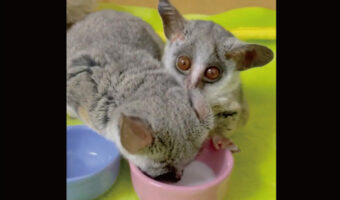 ママが飲んでいたミルクが目に入ってきてビックリ！？ショウガラゴの赤ちゃんがしたリアクションは？？