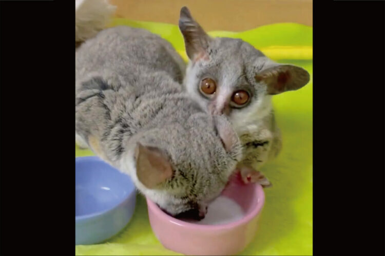 ママが飲んでいたミルクが目に入ってきてビックリ！？ショウガラゴの赤ちゃんがしたリアクションは？？