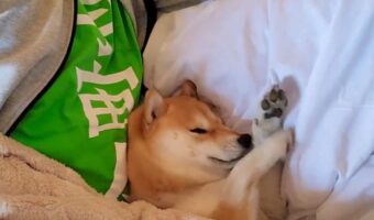 パパさんの隣で寝ていた豆柴。寝顔もお目覚めした時の姿も最高にかわいいと話題に！「人間の赤ちゃんみたいな寝起き」