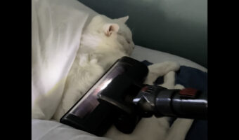 爆音も気にならないほど熟睡中?ベッドで眠る猫を掃除機でブラッシング!!【アメリカ・動画】