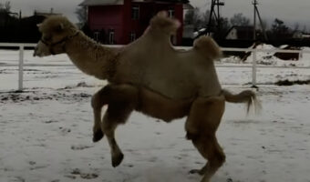 初めて見る雪に大はしゃぎ？ラクダがぴょんぴょん飛び跳ねてる！！