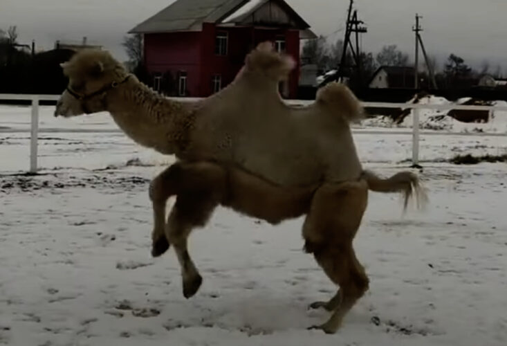 初めて見る雪に大はしゃぎ？ラクダがぴょんぴょん飛び跳ねてる！！