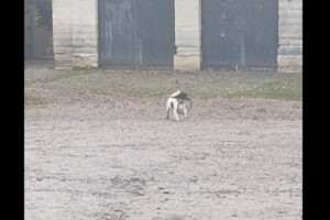 スキップすることになっちゃった！？オモチャのリングを拾った愛犬にハプニング！！【海外・動画】