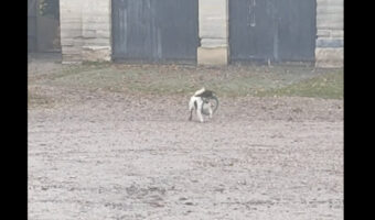 スキップすることになっちゃった!?オモチャのリングを拾った愛犬にハプニング!!【海外・動画】