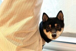 いくらなんでも絡まりすぎ！？カーテンにからまっちゃった黒柴の姿が話題に！「クルクル回っちゃったんですね」