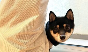 いくらなんでも絡まりすぎ！？カーテンにからまっちゃった黒柴の姿が話題に！「クルクル回っちゃったんですね」