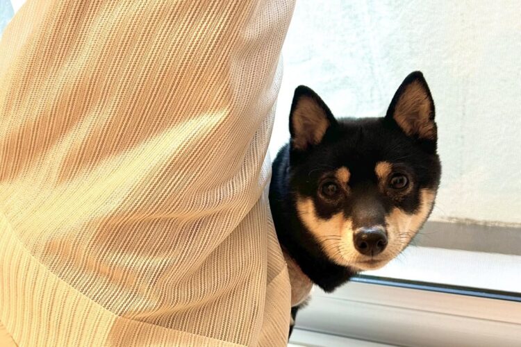 いくらなんでも絡まりすぎ！？カーテンにからまっちゃった黒柴の姿が話題に！「クルクル回っちゃったんですね」