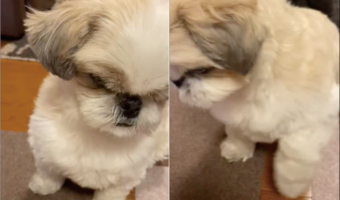 おなかペコペコなのは分かるけど・・。シーズーのお手がやっつけ作業すぎるけどかわいい！！