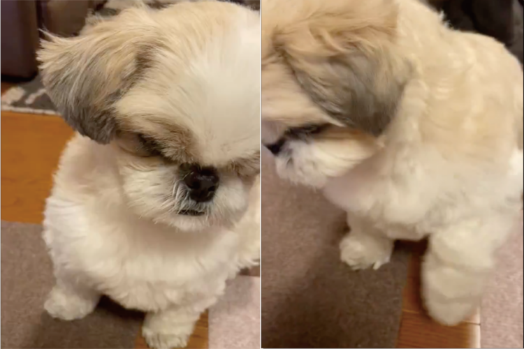 おなかペコペコなのは分かるけど・・。シーズーのお手がやっつけ作業すぎるけどかわいい！！